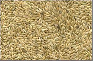 Canary seed